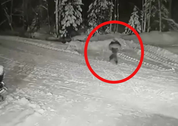 Canavarın başını qataraq həyatı bahasına sahibini xilas edən it - FOTO/VİDEO