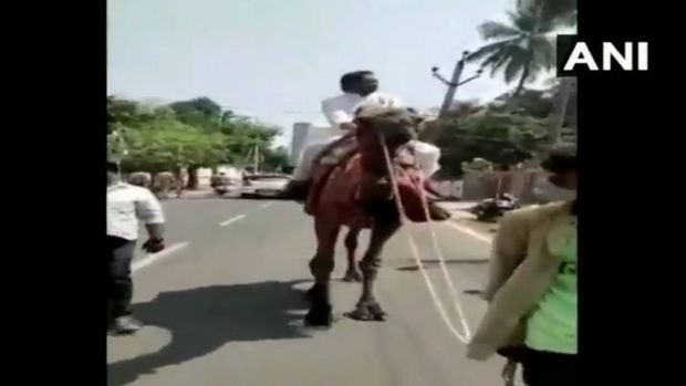 В Индии политик сменил авто на верблюда из-за роста цен на топливо - ВИДЕО