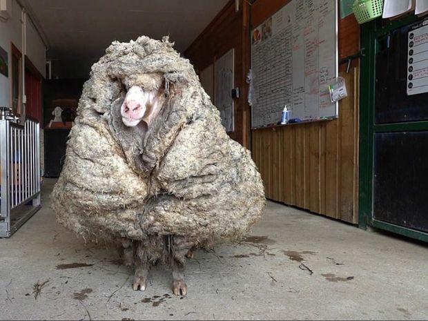 Beş ildir qırxılmayan qoyundan 35 kiloqram yun çıxdı – FOTO/VİDEO