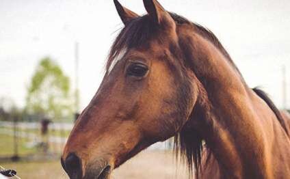 Azərbaycanda atı şaxtada ağaca bağlayıb ölümə tərk etdilər - FOTO