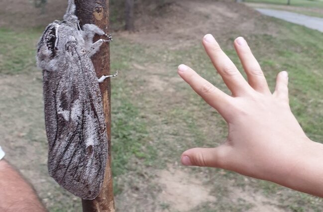 Avstraliyada NƏHƏNG GÜVƏ tapıldı