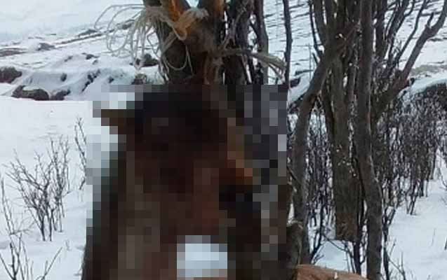 Gədəbəydə atı ağacdan asıblar