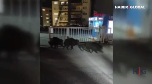 Ac qalan donuz sürüsü şəhərə girdi - VİDEO