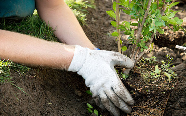 Yaz ağac əkininə işğaldan azad edilmiş ərazilərimizdə start verilir