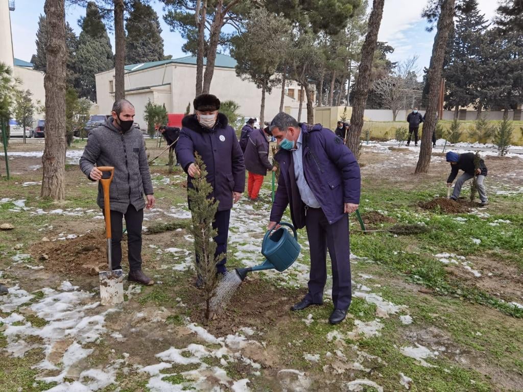 Suraxanı rayonunda ağacəkmə aksiyası keçirildi - FOTOLAR