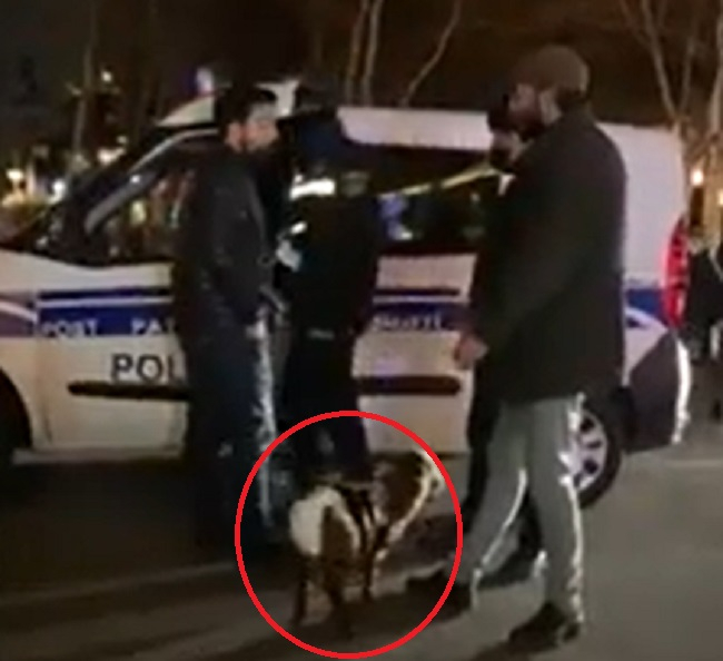 Bakıda quzuya uşaq bezi taxıb gəzdirdilər - polis saxladı - VİDEO