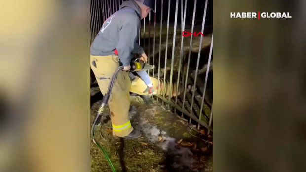 Dəmir arakəsmələrdə ilişib qalan maral xilas edildi - VİDEO