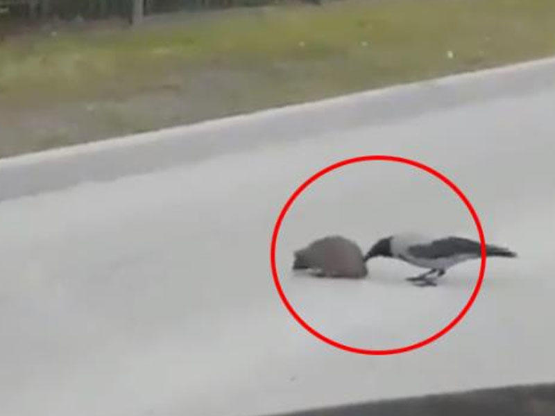 Qarğanın kirpiyə kömək VİDEOsu rekord qırır