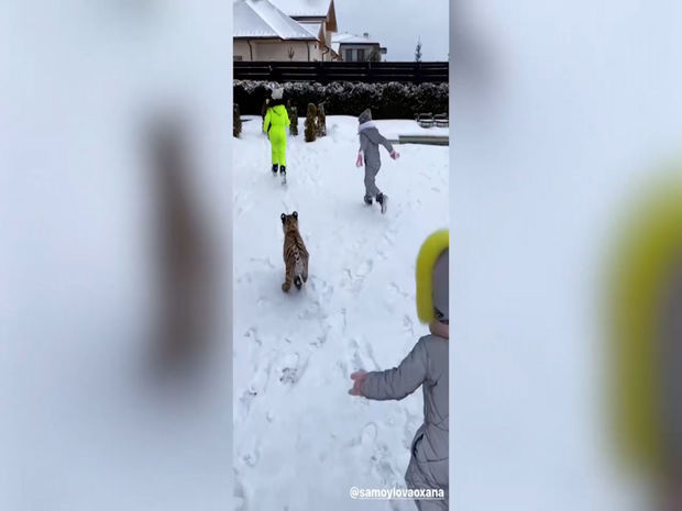 Reper uşaqları üçün evə pələng sifariş etdi - VİDEO