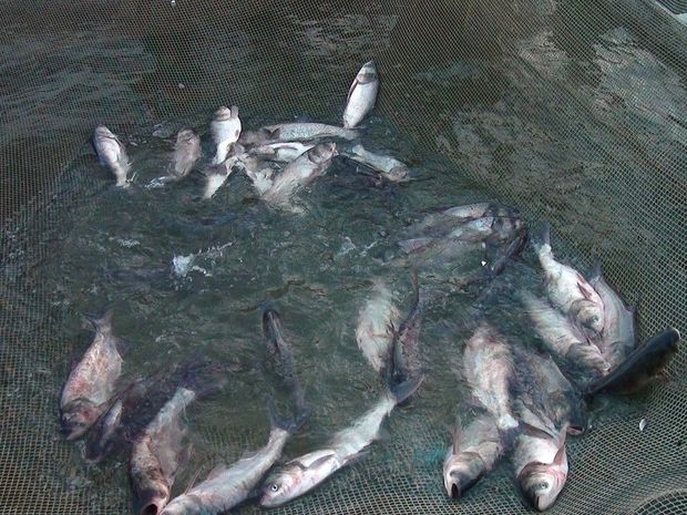 Müharibəni uduzan Ermənistan ekoloji terroru davam edirir