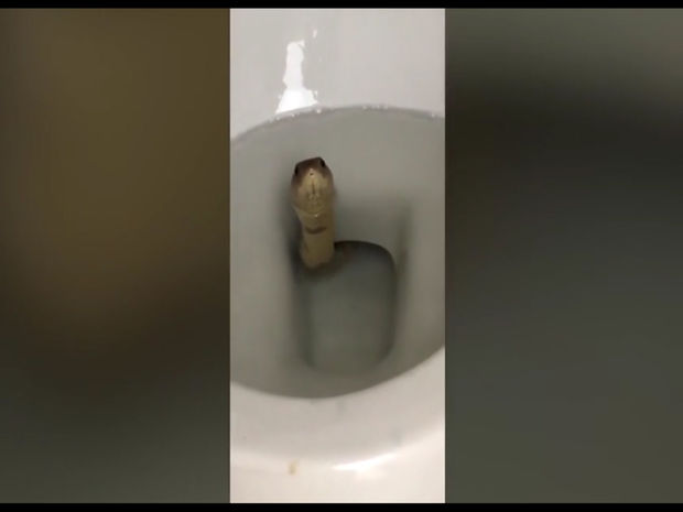 Vanna otağından kobra çıxdı – VİDEO