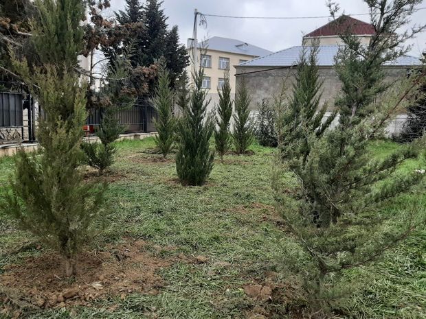 Kəsilmiş ağacların əvəzinə yeni ağaclar əkilib – FOTO