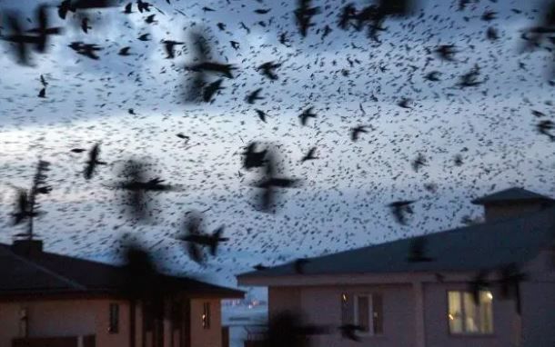 Türkiyədə qarğalar şəhərin üstünü qara bulud kimi aldılar - FOTO