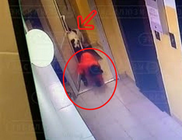 Məktəbliyə hücum edən it dəhşətli anlar yaşatdı - VİDEO