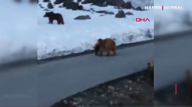 Türkiyədə ayı sürüsü yola çıxıb – VİDEO