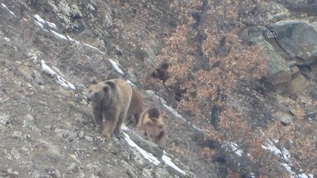 Qış yuxusundan oyanan ayının maraqlı görüntüləri - VİDEO