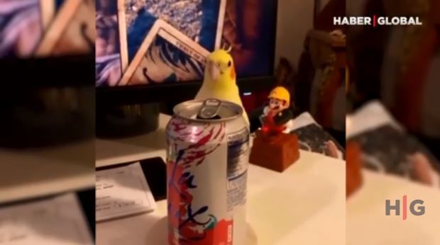 Sahibi ilə gizlənqaç oynayan tutuquşu – VİDEO