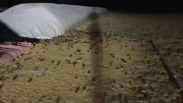 Avstraliya siçanların hücumuna məruz qalıb - VİDEO
