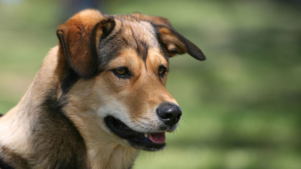 Собаки оказались опасны для человечества