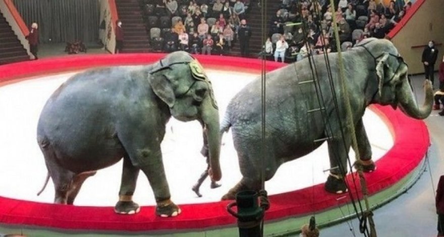 В Казани слоны подрались во время представления - ВИДЕО