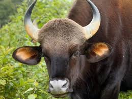 13 yaşlı uşaq iri buynuzlu heyvanın hücumuna məruz qaldı