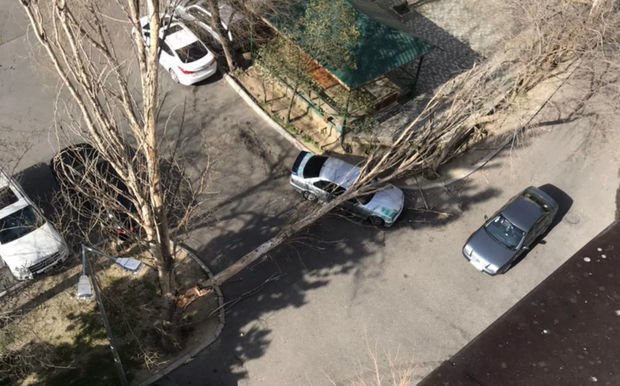 В Баку сильный ветер повалил дерево - ФОТО