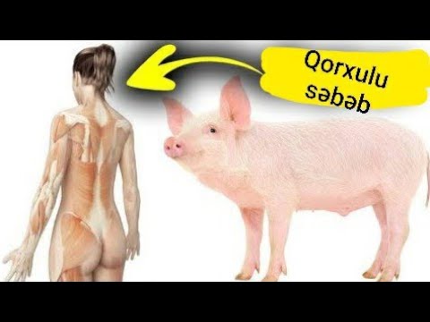 Donuz əti nəyə görə haramdır - ŞOK edəcək səbəblər