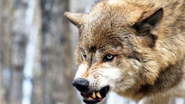 Azərbaycanda canavarlar kəndə HÜCUM ETDİ