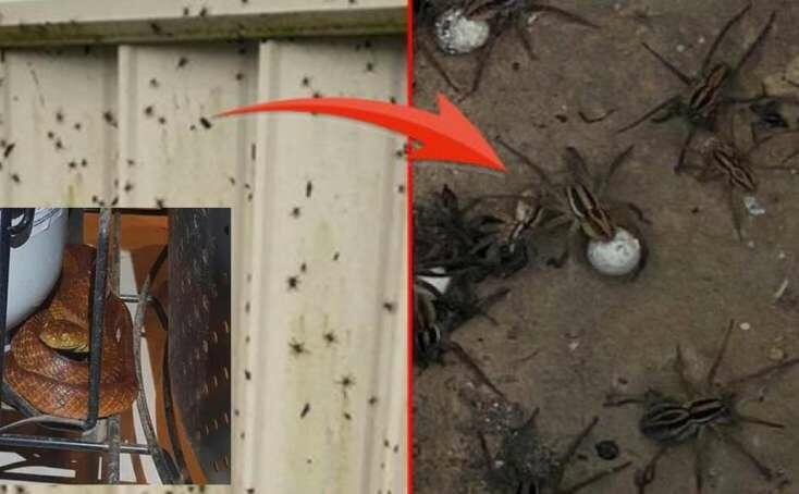 100 ilin fəlakəti yaşanır: Zəhərli hörümçəklər, ilanlar... - Çox sayda ölü var - VİDEO