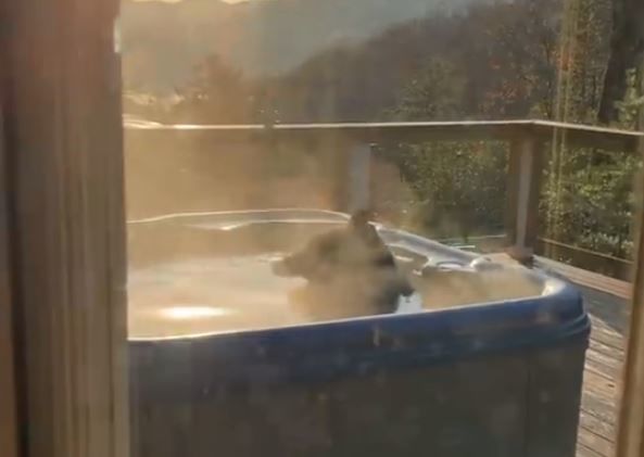 ABŞ-da kotecə daxil olan ayı cakuzidə vanna qəbul edib – VİDEO