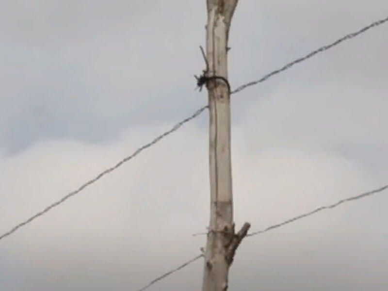 Kürdəmirdə elektirik dirəkləri və naqillər sakinlər üçün təhlükə yaradır - VİDEO