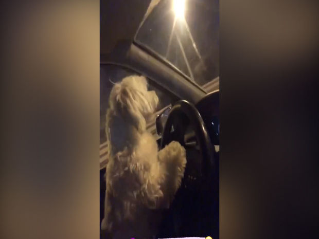 Dördayaqlı “sürücü” sükan arxasına keçib - VİDEO