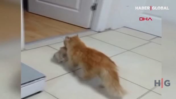 Pişik xəstə balalarını həkimin qəbuluna gətirdi – VİDEO