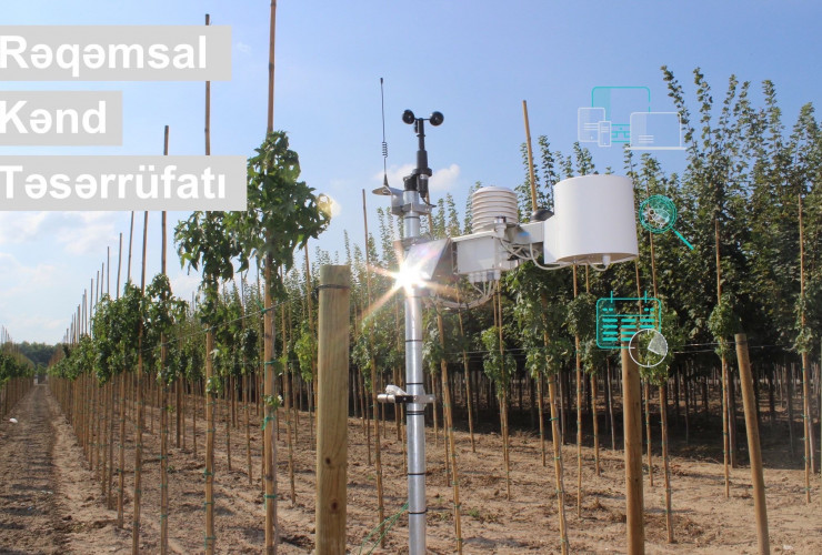 Rəqəmsal kənd təsərrüfatı: fermerlərə meyvə bağlarında üzləşə biləcəkləri risklərlə bağlı SMS bildirişlər göndərilir