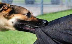 Gəncədə 15 yaşlı yeniyetmə itin hücumuna məruz qaldı