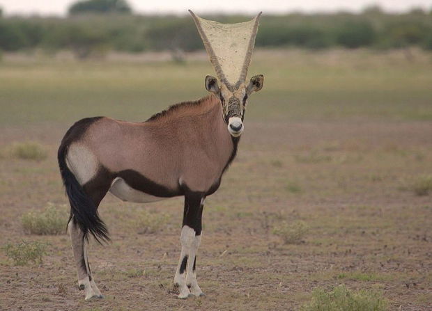 Buynuzlarının arası tor bağlayan antilop görənləri heyrətə gətirdi - FOTO