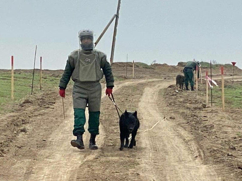 Ermənilər əllərində olan bütün minaları basdırıb çıxıblar - ANAMA