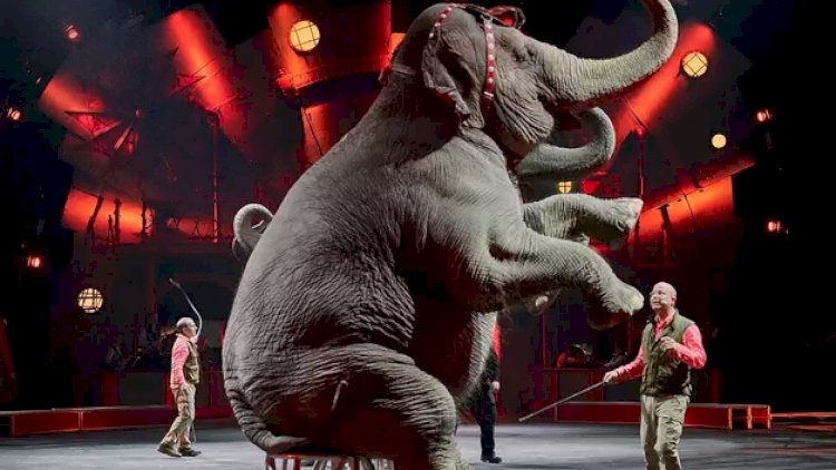 Dəhşət: Fillər təlimatçının belini qırdılar