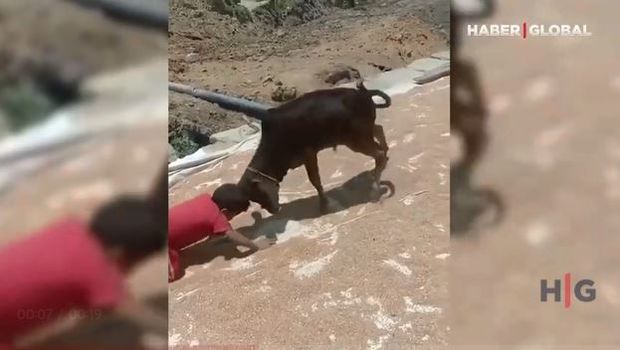 Uşaq buzovla kəllə-kəlləyə gəldi – VİDEO