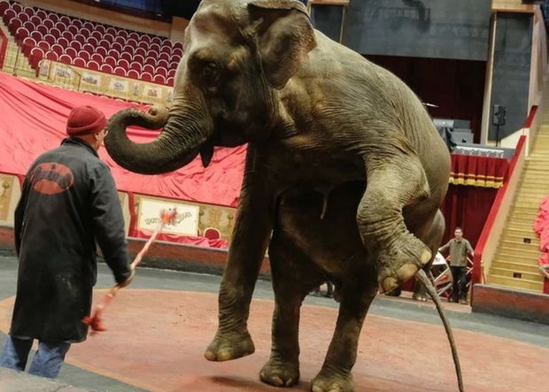 Rusiyada sirk əməkdaşının belini sındıran fil barədə qərar bəlli oldu - FOTO