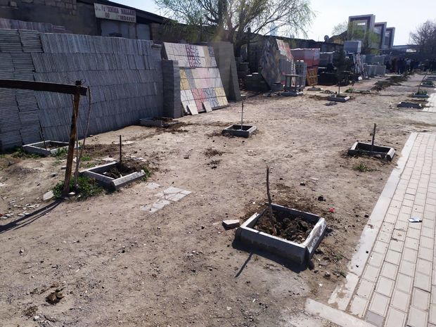 Bakıda kəsilən ağaclarla bağlı araşdırma aparılır - FOTO