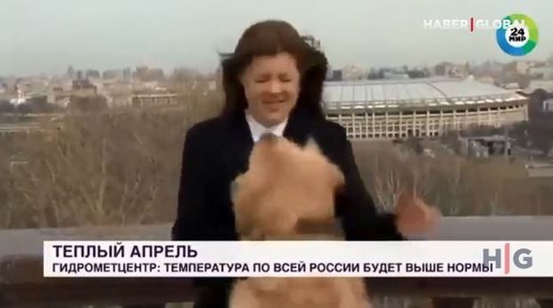 İt canlı yayımda mikrafonu müxbirdən alıb qaçdı – VİDEO