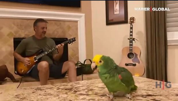 Tutuquşunun rok ifası görənləri heyrətləndirir – VİDEO