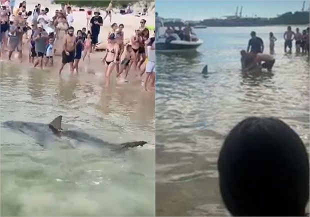 İki metrlik köpək balığı çimərlikdə təşviş yaratdı - VİDEO