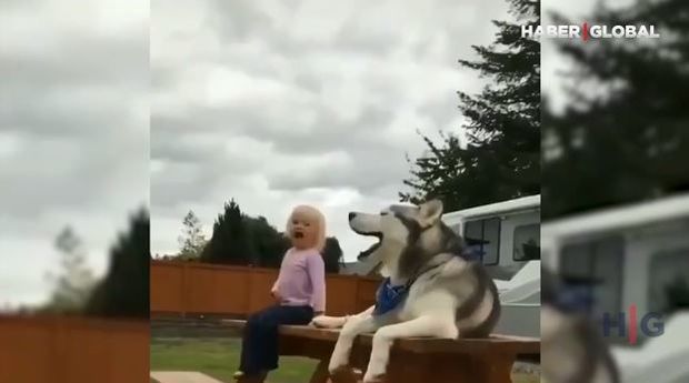 Uşağı yamsılayan it görənləri güldürür – VİDEO