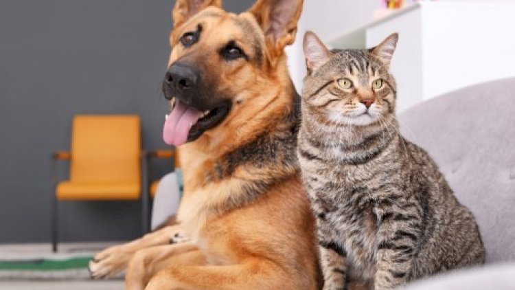 İt və pişiklər arasında COVID-19 yayılıb? - Araşdırmalara başlanıldı