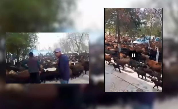 Özbəkistanda qoyunların “mitinq”i keçirilib - VİDEO