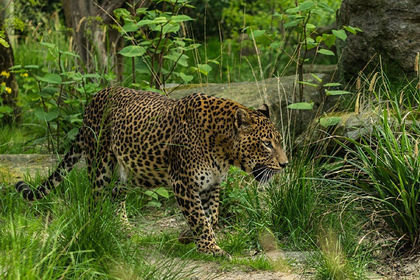 Леопард вышел из леса в город и ранил трех человек