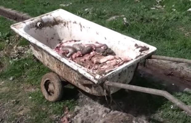 Üfunət qoxulu ət kəsimi məntəqəsi - VİDEO