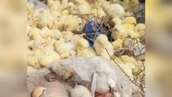 Bakıda onlarla cücə zibil qutusuna atıldı - VİDEO